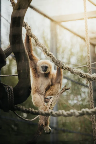 Vertical Shot Lar Gibbon Hanging Rope Zoo — Stock Photo, Image