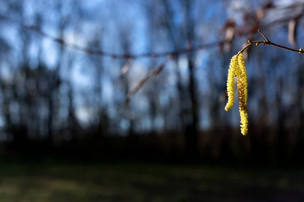 Покриття Квітки Хейзел Кеткін Розмитому Тлі Дерев Під Сонцем — стокове фото
