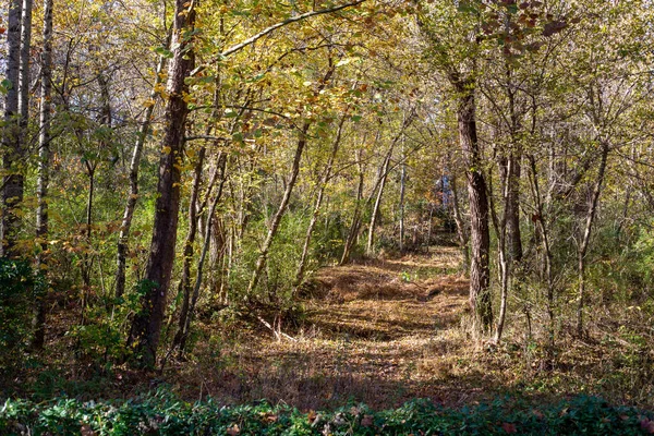 晴れた秋の日の緑豊かな森の道 — ストック写真
