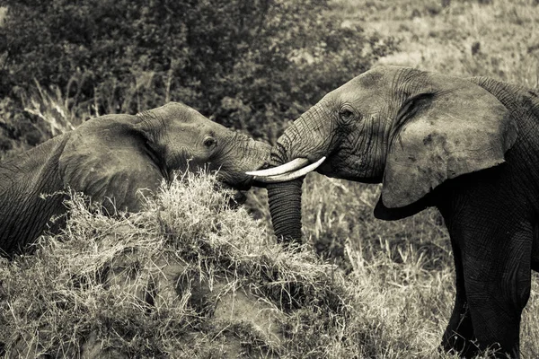 Two Big Elephants Touching Trunks Safari Serengeti National Park Tanzania — Stock Photo, Image