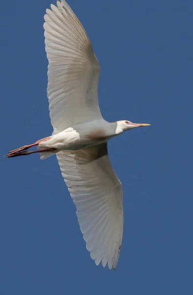 Pionowe Zbliżenie Florida Bydło Egret Otwartymi Skrzydłami Wznoszącymi Się Błękitnym — Zdjęcie stockowe