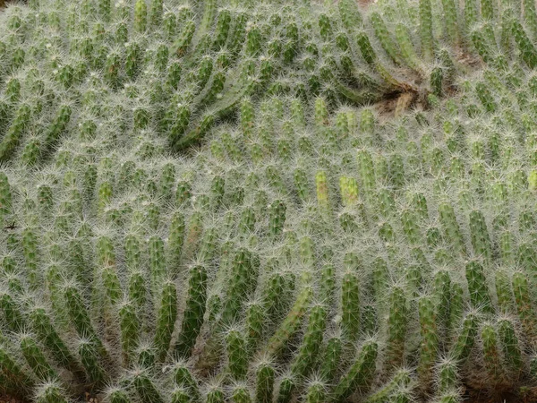 Eine Flache Aufnahme Von Austrocylindropuntia Pflanzen Kakteengarten Marokko Einem Sonnigen — Stockfoto