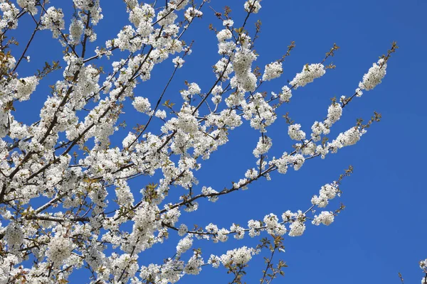 Ein Malerischer Blick Auf Weiße Blüten Die Frühling Einem Garten — Stockfoto