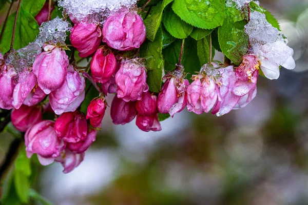 花瓣上有水滴的粉红紫苏花枝条的特写 — 图库照片