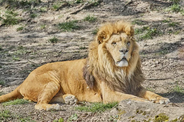 Een Prachtig Shot Van Een Aziatische Leeuw — Stockfoto