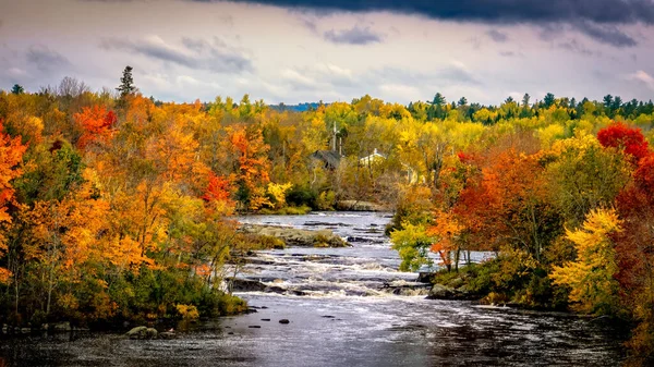 Una Vista Panorámica Del Río Que Fluye Través Los Árboles — Foto de Stock