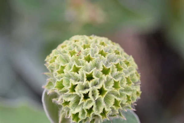 Tiro Close Uma Flor Sálvia Jerusalém Fundo Borrado Plantas — Fotografia de Stock