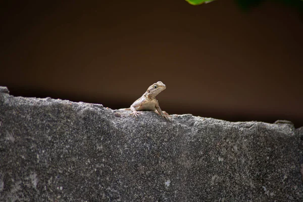 Weibliche Agama Eidechse Ruht Auf Betonmauer Garten Foto Wurde Ghana — Stockfoto