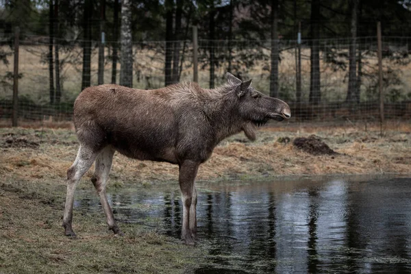 Moose Standing Lake Forest — Stock Photo, Image