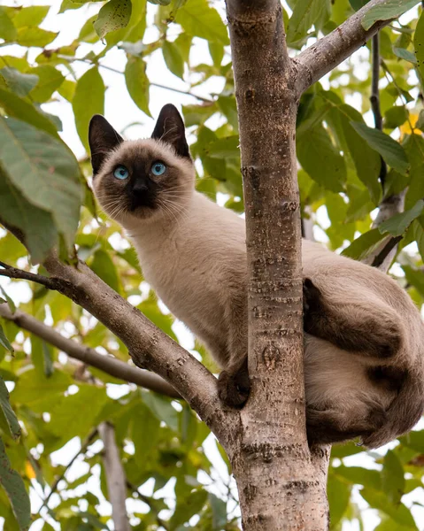 Närbild Katt Trädet — Stockfoto