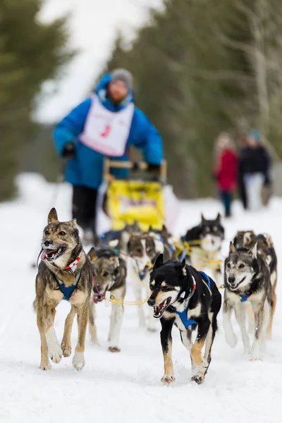 Vertical Shot Dog Sleigh Snow Blurred People Background — Stock Photo, Image