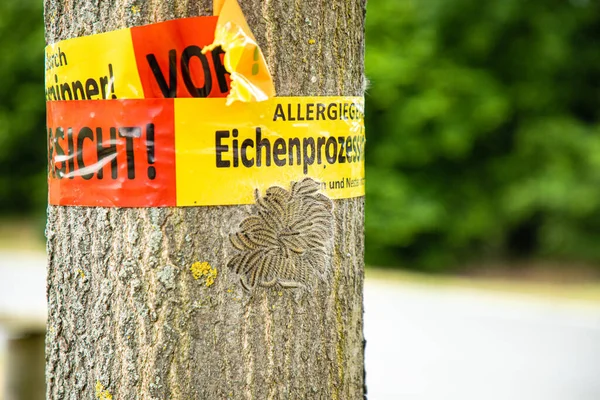 Közelkép Egy Fáról Óvakodj Allergia Veszélyétől Tölgyfa Körmenet Fonó Miatt — Stock Fotó
