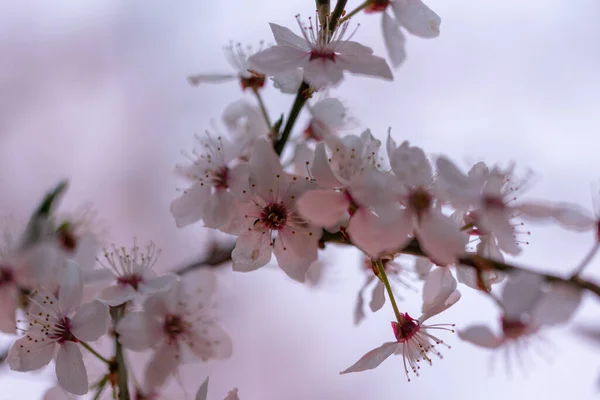 Çiçek Açan Kiraz Çiçeklerinin Yakın Plan Çekimi — Stok fotoğraf