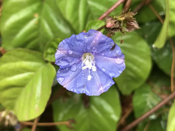 Die Nahaufnahme Einer Lila Ipomoea Blume Mit Wassertropfen Darauf — Stockfoto