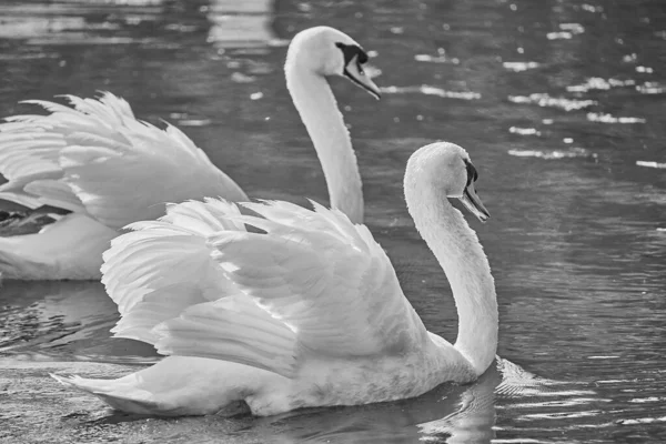 Primer Plano Escala Grises Elegantes Cisnes Blancos Lago —  Fotos de Stock