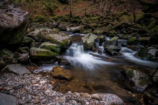 Naturskön Utsikt Över Flod Som Rinner Skog Omgiven Frodig Natur — Stockfoto