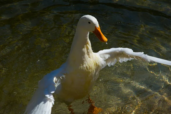 Качка Водоплавні Птахи Озері — стокове фото