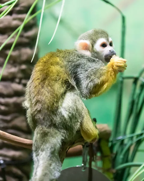 Selective Squirrel Monkey — Stock Photo, Image