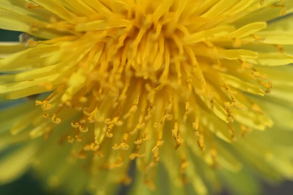 Güneşli Bir Günde Bahçede Bir Karahindiba Çiçeğinin Yakın Çekimi — Stok fotoğraf