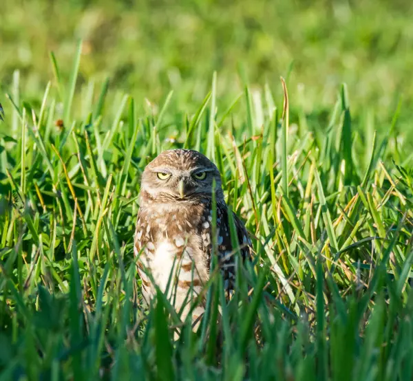 Primer Plano Hermoso Búho Mirando Cámara — Foto de Stock