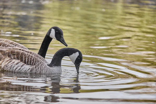Close Cute Geese Lake — Stock Photo, Image