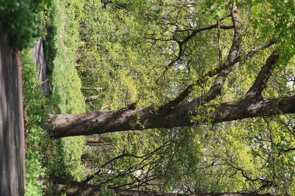 Een Verticaal Schot Van Bomen Een Woud — Stockfoto