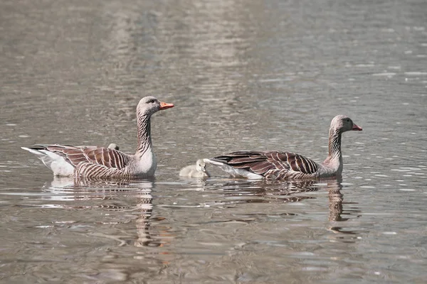 Couple Wild Geese Cruising Calm Lake Reflection Surface — Stock Photo, Image