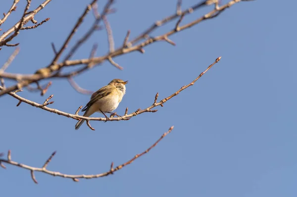 共通のチーフ Phylloscopus Colbyita 枝の上に座って 小枝の歌 4月にスウェーデンで撮影された鳥の写真 青空の背景 — ストック写真