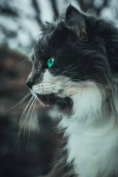 Tiro Vertical Gato Adorável Com Olhos Verdes — Fotografia de Stock