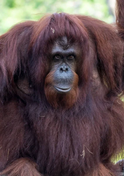 Vertikální Záběr Orangutana Sedícího Džungli — Stock fotografie