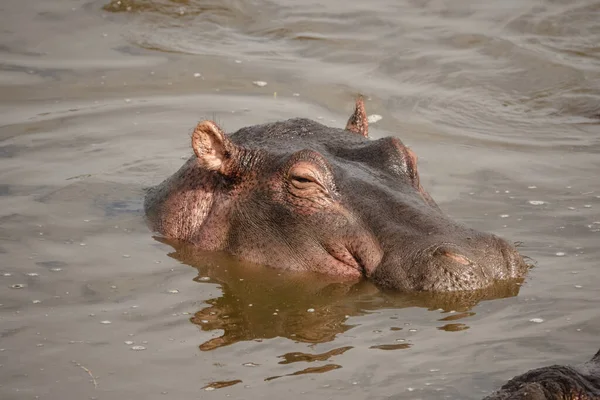 Uma Foto Close Hipopótamo Lago Parque Nacional Serengeti Tanzânia África — Fotografia de Stock