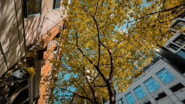 Low Angle Shot Green Tree Streets Seattle United States — Stock Photo, Image