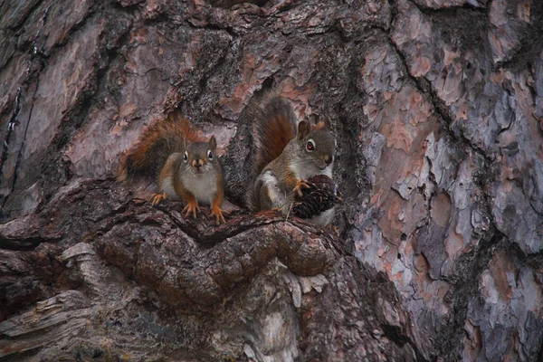 소나무 가지에 마리의 다람쥐의 — 스톡 사진