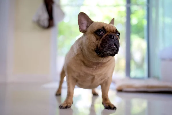 Cute Little French Bulldog House Blurred Background — Stock Photo, Image
