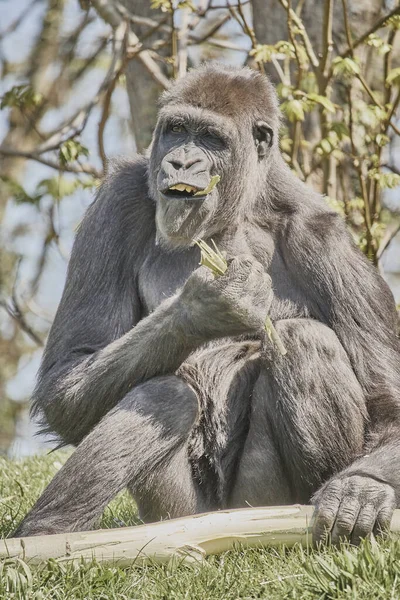 Gorila Adulto Sentado Sobre Hierbas Campo Mientras Come Corteza Árbol — Foto de Stock