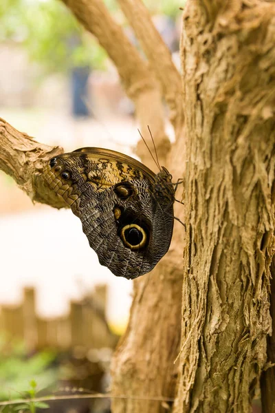Closeup Shot Butterfly — Stock Photo, Image
