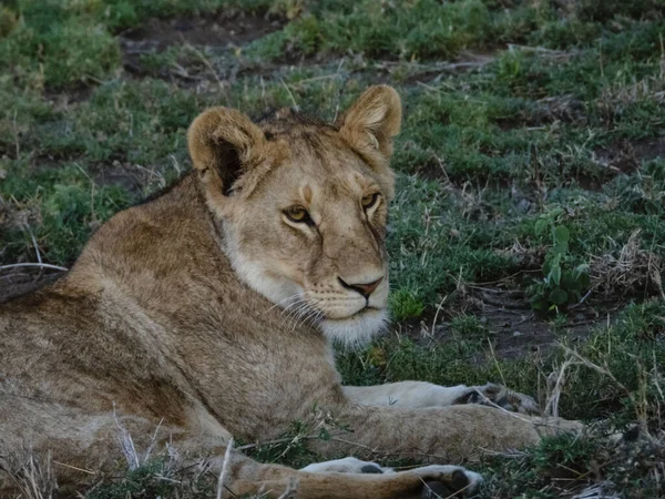 Tanzanya Daki Serengeti Milli Parkı Nda Bir Kaplanın Yakın Çekimi — Stok fotoğraf