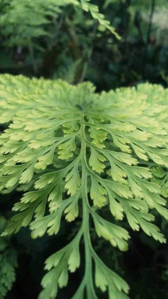 Pionowe Ujęcie Zielonego Liścia Rośliny Piołun Lub Absynt Artemisia Absinthium — Zdjęcie stockowe