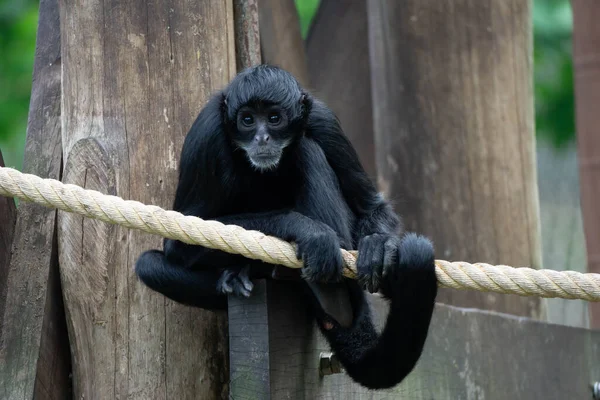 Siyah Bir Örümcek Maymunu Gün Işığında Hayvanat Bahçesinde Bir Ipe — Stok fotoğraf