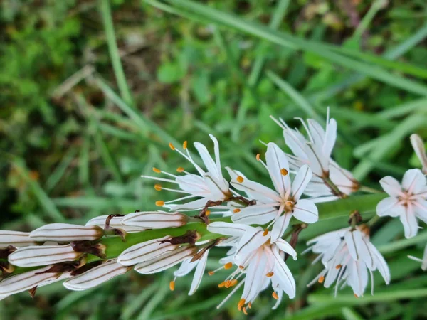 Asphodelus Aestivus Asphodelus Ramosus Tarlada Yetişiyor — Stok fotoğraf