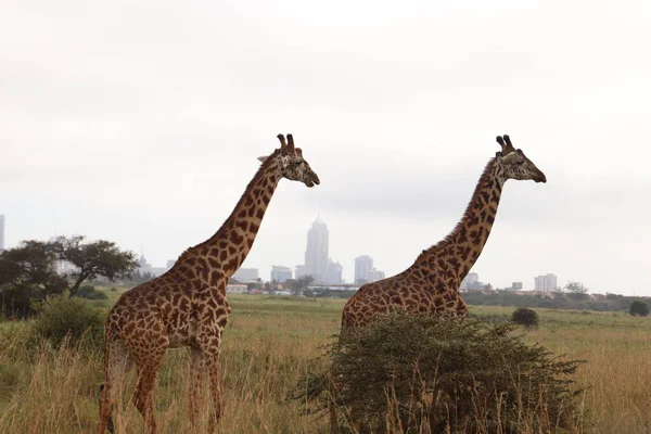 Les Deux Girafes Dans Parc National Nairobi — Photo