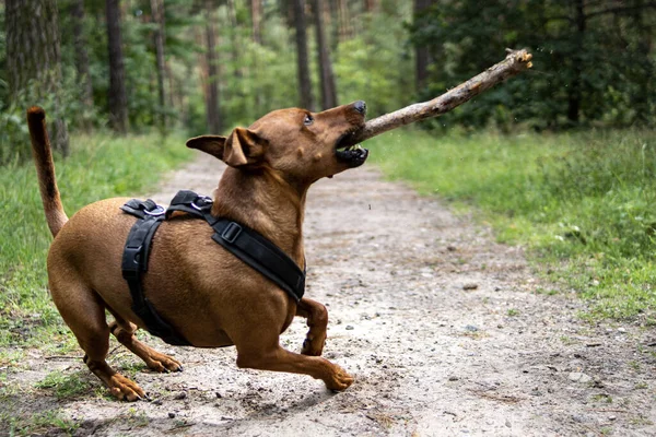 Playful Brown Pinscher Catching Wooden Stick Path Park — Stock Photo, Image