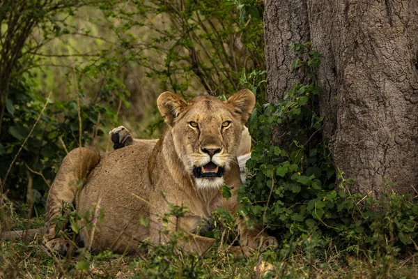 Une Lionne Allongée Sur Herbe Rugissant Caméra Dans Safari Dans — Photo