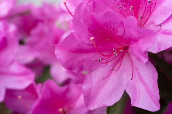 Closeup Pink Azalea Flowers Growing Green Leaves Outdoors — Stock Photo, Image