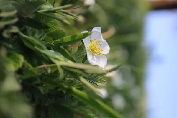 Shallow Focus Shot Fragaria Viridis Flowers Garden Sunny Day Blurred — Stock Photo, Image