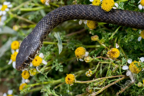 Close Macro Shot Black Western Whip Snake Hierophis Viridiflavus Basking — 스톡 사진