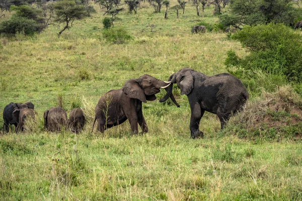 Dois Elefantes Tocando Com Seus Troncos Safári Parque Nacional Serengeti — Fotografia de Stock