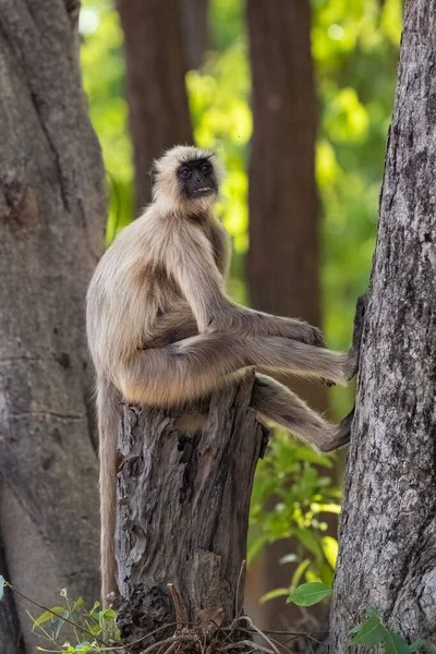 Gray Langur Macaco Sentado Galho Índia Madhya Pradesh — Fotografia de Stock