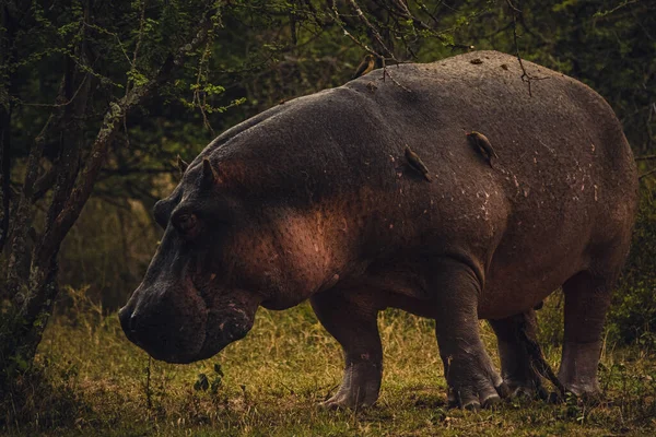 Tanzanya Daki Serengeti Ulusal Parkı Nda Büyük Bir Aygırının Yakın — Stok fotoğraf