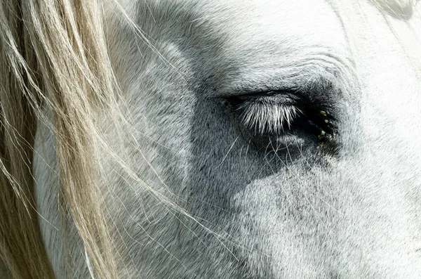 Camargue Fransa Güneş Işınlarıyla Beyaz Atın Gözünün Yakın Çekimi — Stok fotoğraf